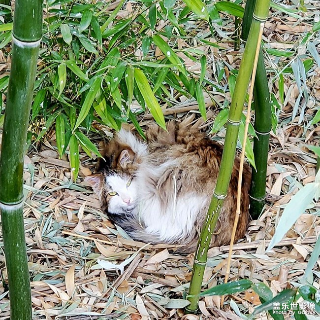 貓（二）
