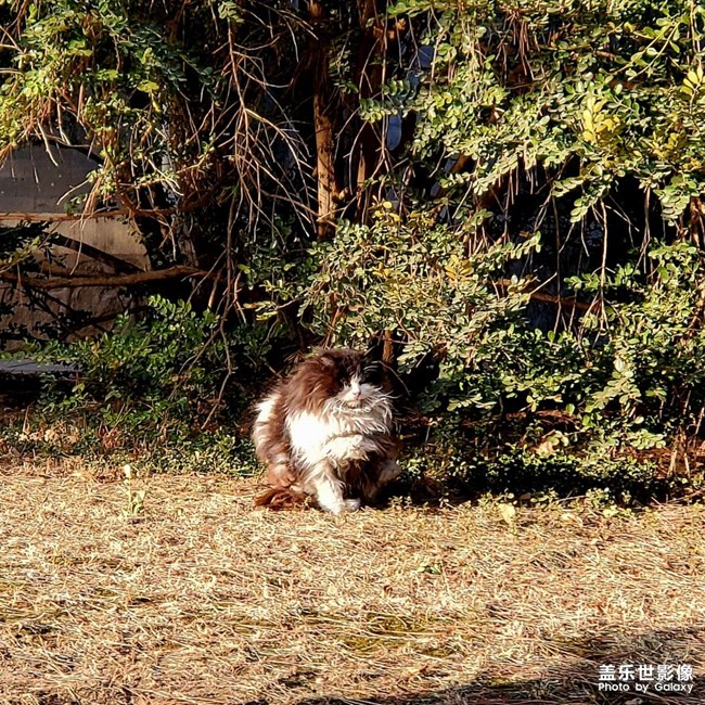 貓（二）