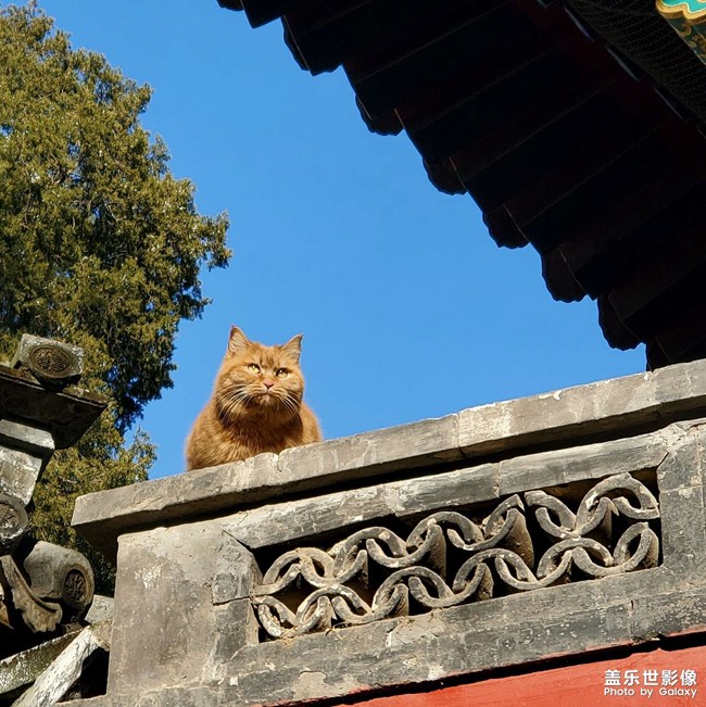 貓（三）