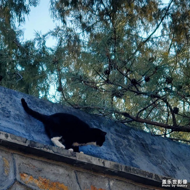 貓（三）