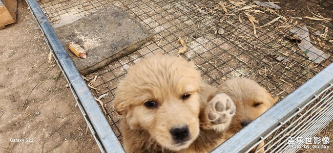 小動物??