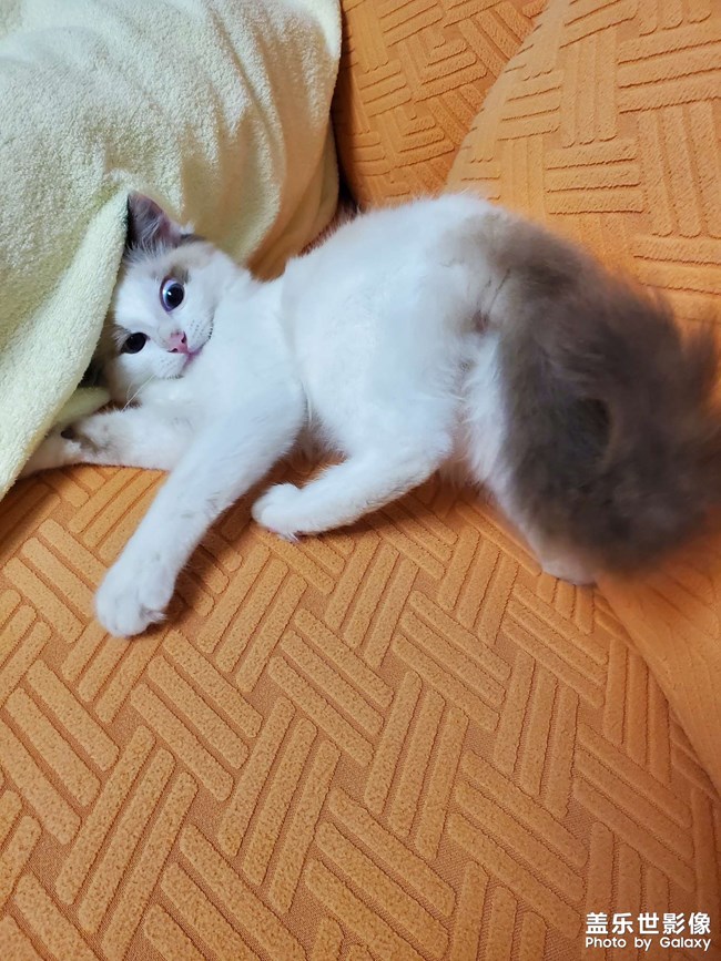 貓咪的表情