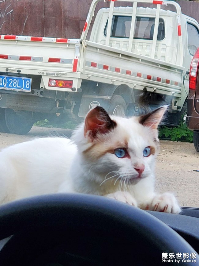 貓