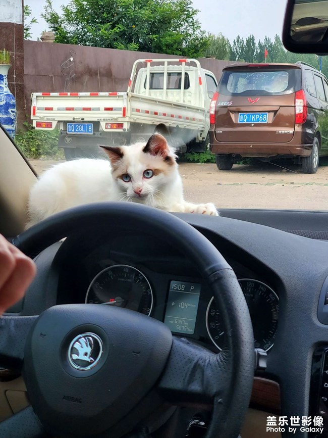 貓