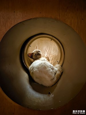 【光陰的故事】 貓咖