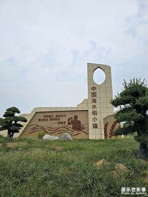 【雙節(jié)同慶】海水稻豐收啦